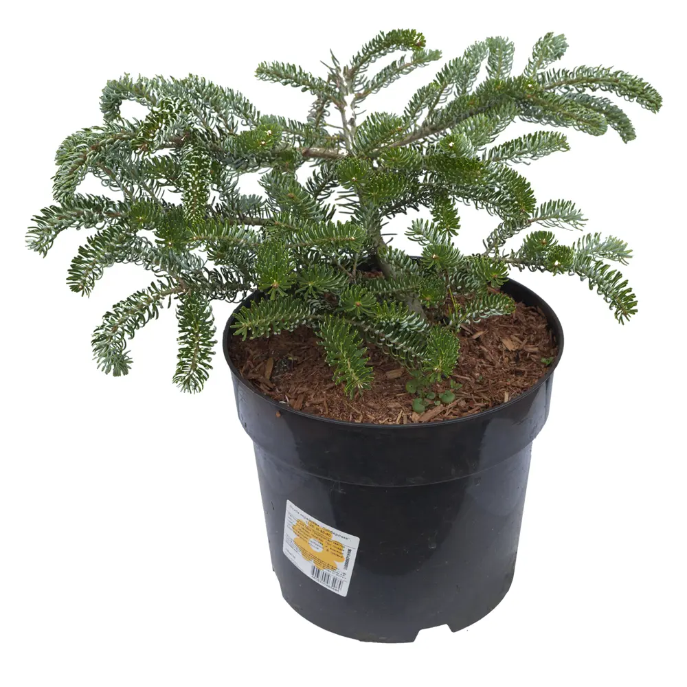 Пихта Силберлоке корейская, 30-40x25 см, Германия 15944725 STLM-2176585 Santreyd 