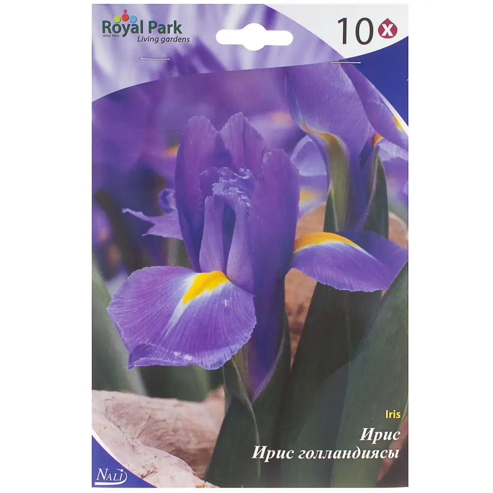 Ирис «Сапфир Бьюти» 6/7 (SAPPHIRE BEAUTY) Santreyd STLM-2072919