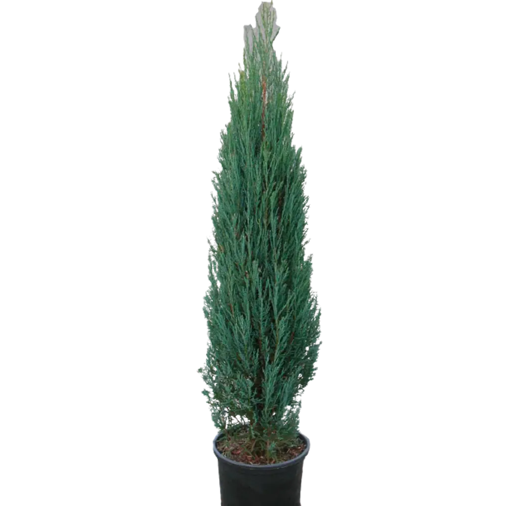 Можжевельник скальный Блю Эрроу ø19 h95 см 84834051 STLM-2062512 PLANTMARKET 