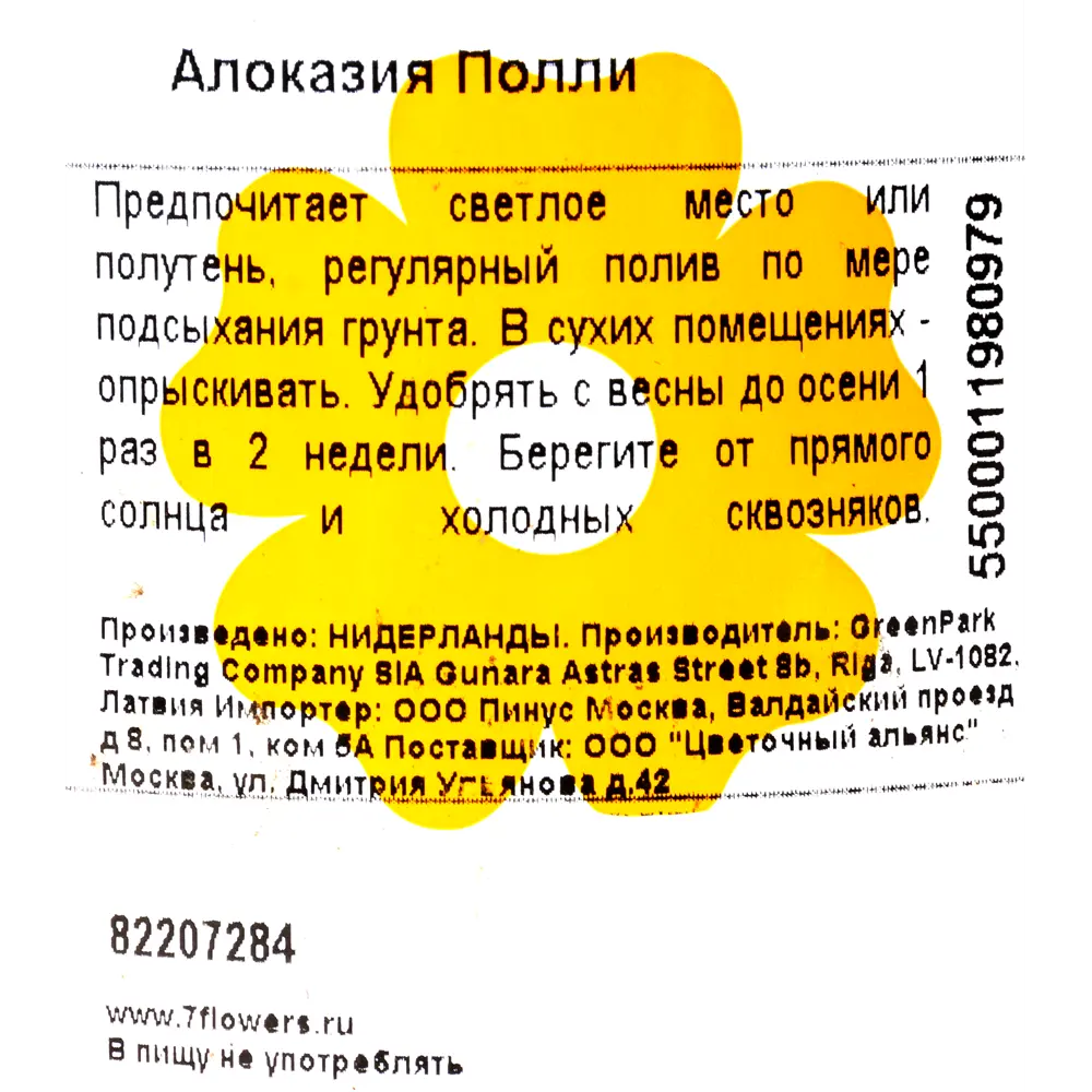 Алоказия Полли 12x35 см 82207284 STLM-2139202 Santreyd  - Вид №2