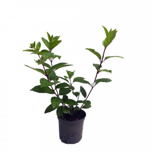 85922080 Гортензия метельчатая Little Blossom ø15 h35 см