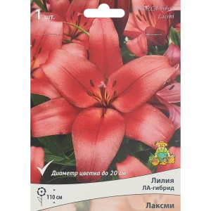 Лилия ла-гибрид Лаксми 85186033 STLM-2190077