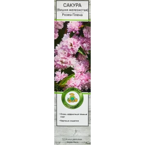 Сакура «Розеа Плена», вишня декоративная 81951301 STLM-2103985