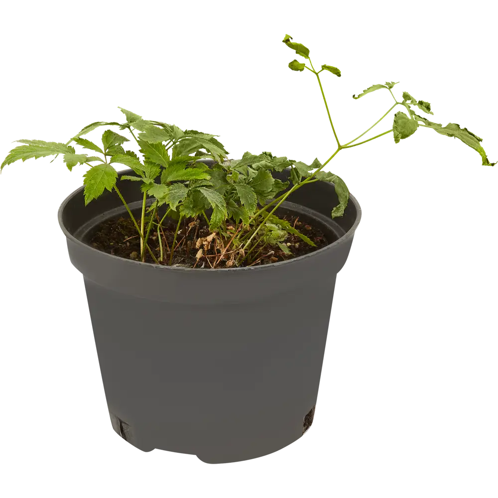Астильба арендса Сестра Тереза C2 ø15 h30 см 84406448 STLM-2041785 PLANTMARKET 