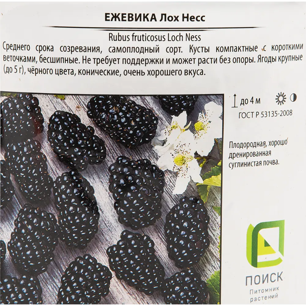 Ежевика «Лох Несс» 17x30 см 82585414 STLM-2179158 Santreyd  - Вид №1