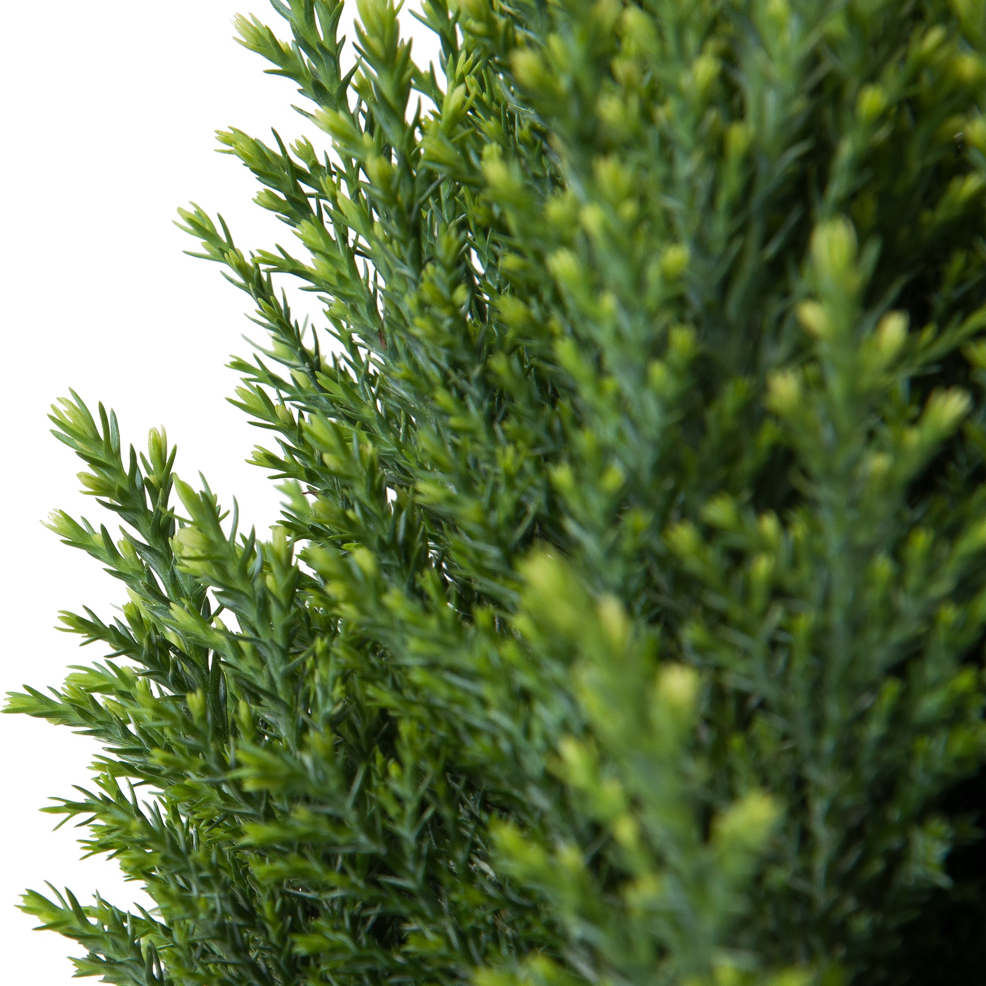 82219021 Кипарисовик Лавсона «Сноу Уайт» 1 л h35 см Santreyd  - Вид №2