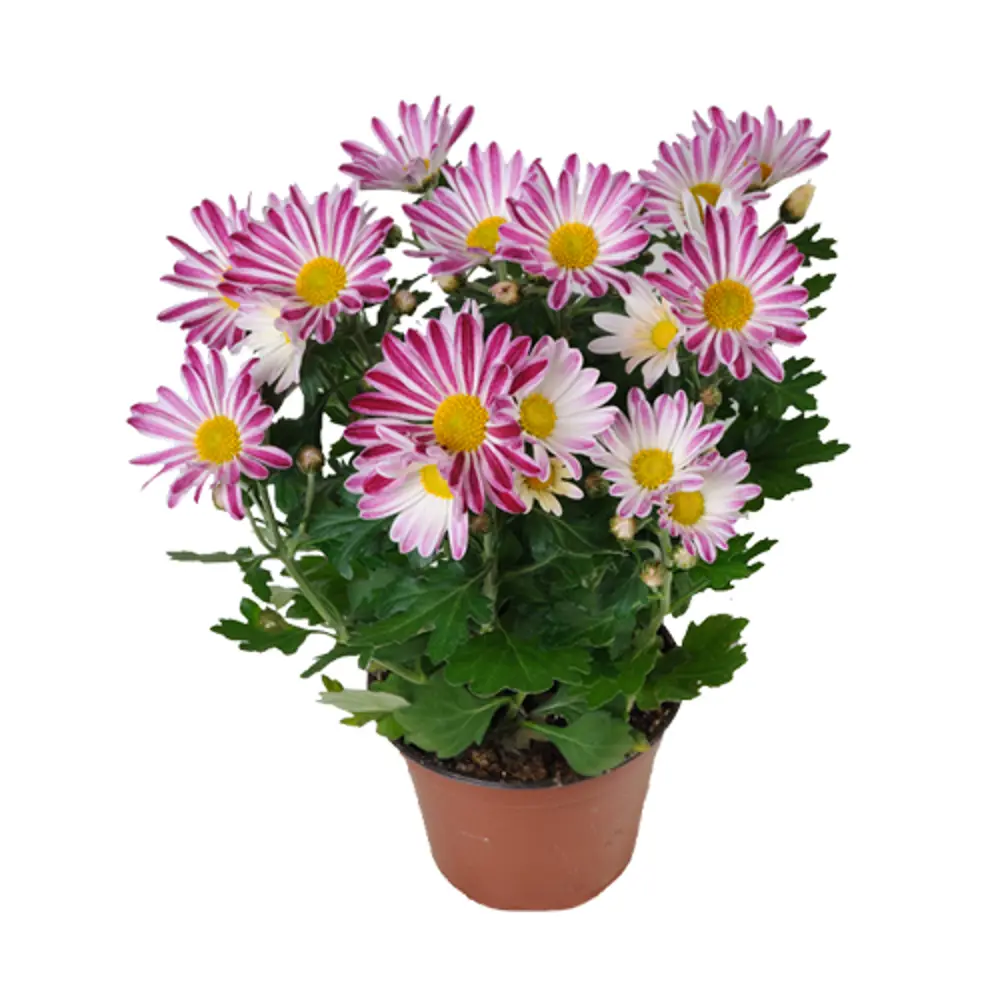 Хризантема микс ø12 h25 см 83738749 STLM-2103952 Santreyd 