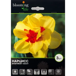 Нарцисс Эскот 14/16, 3 шт. 13277172 STLM-2167759