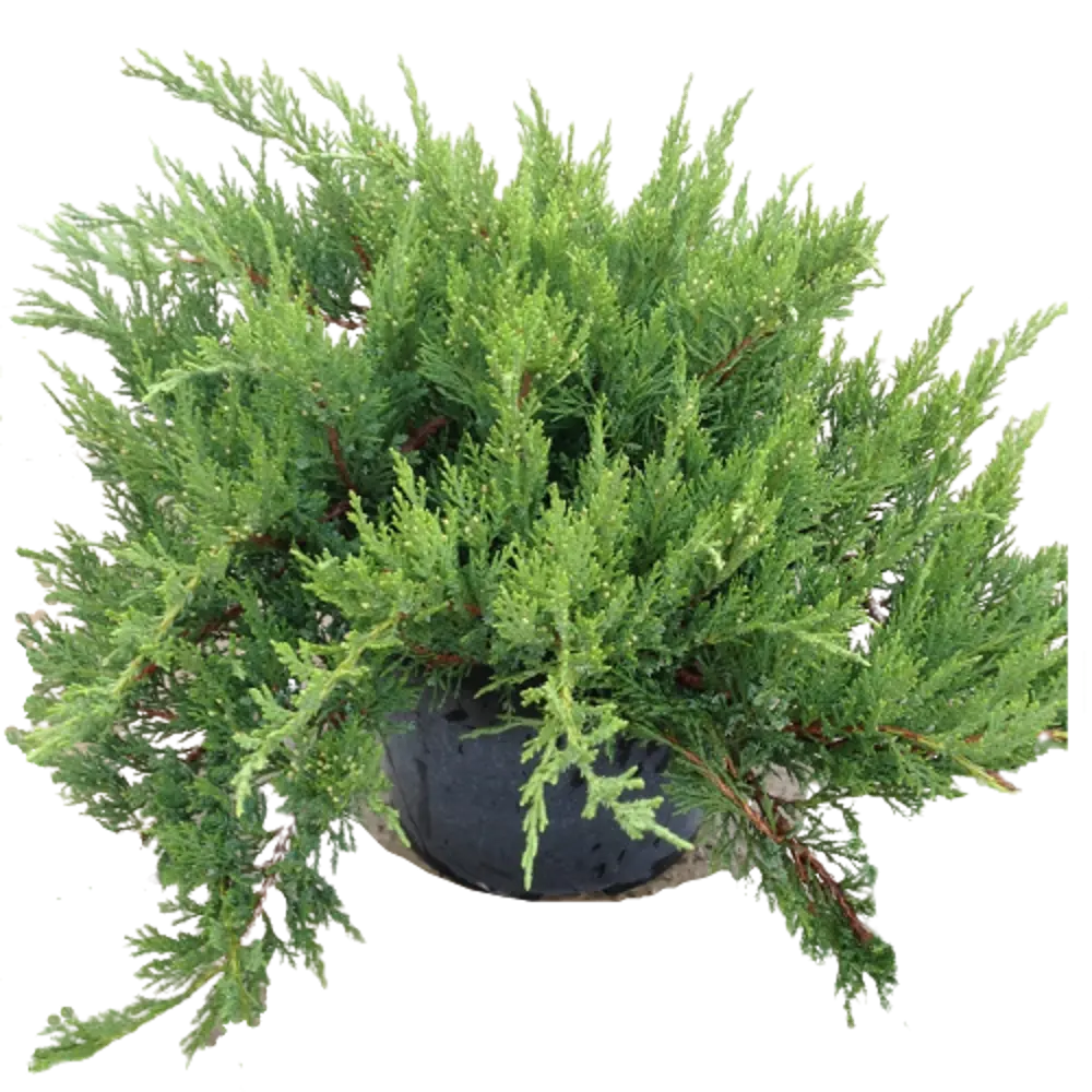 Можжевельник казацкий Тамарисцифолия ø15 h45 см 84834031 STLM-2028089 PLANTMARKET 