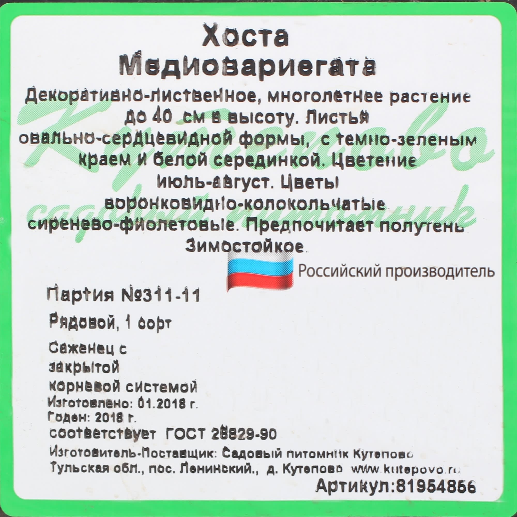 81954856 Хоста волнистая С2 «Медиовариегата» h15 Santreyd  - Вид №2