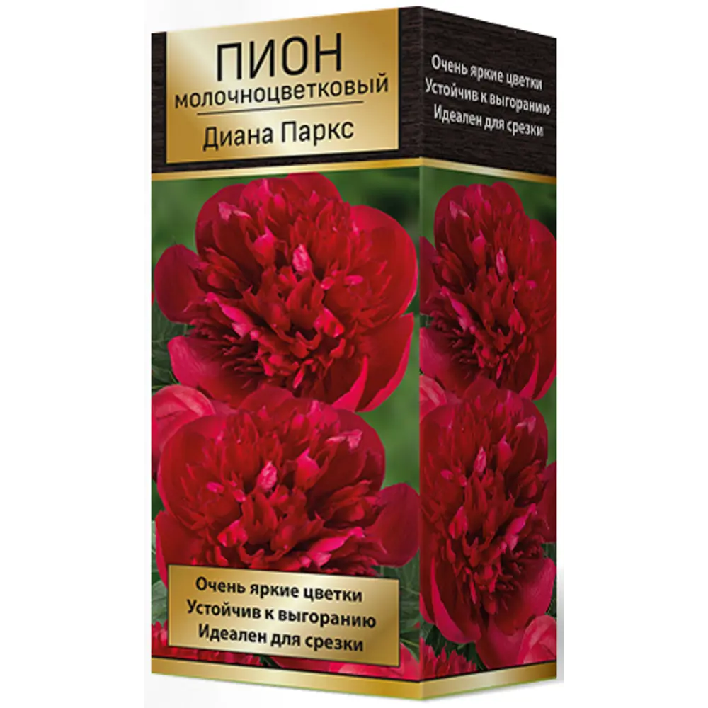 Пион молочноцветковый травянистый Диана Паркс ПОИСК STLM-2061438