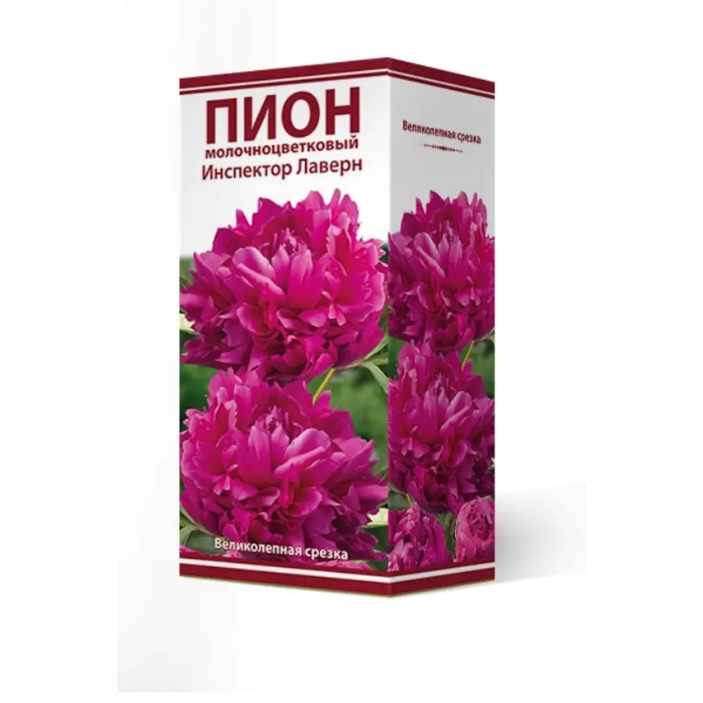 Пион травянистый Инспектор Лаверн луковица 2-3 83600145 STLM-2104597 Santreyd 