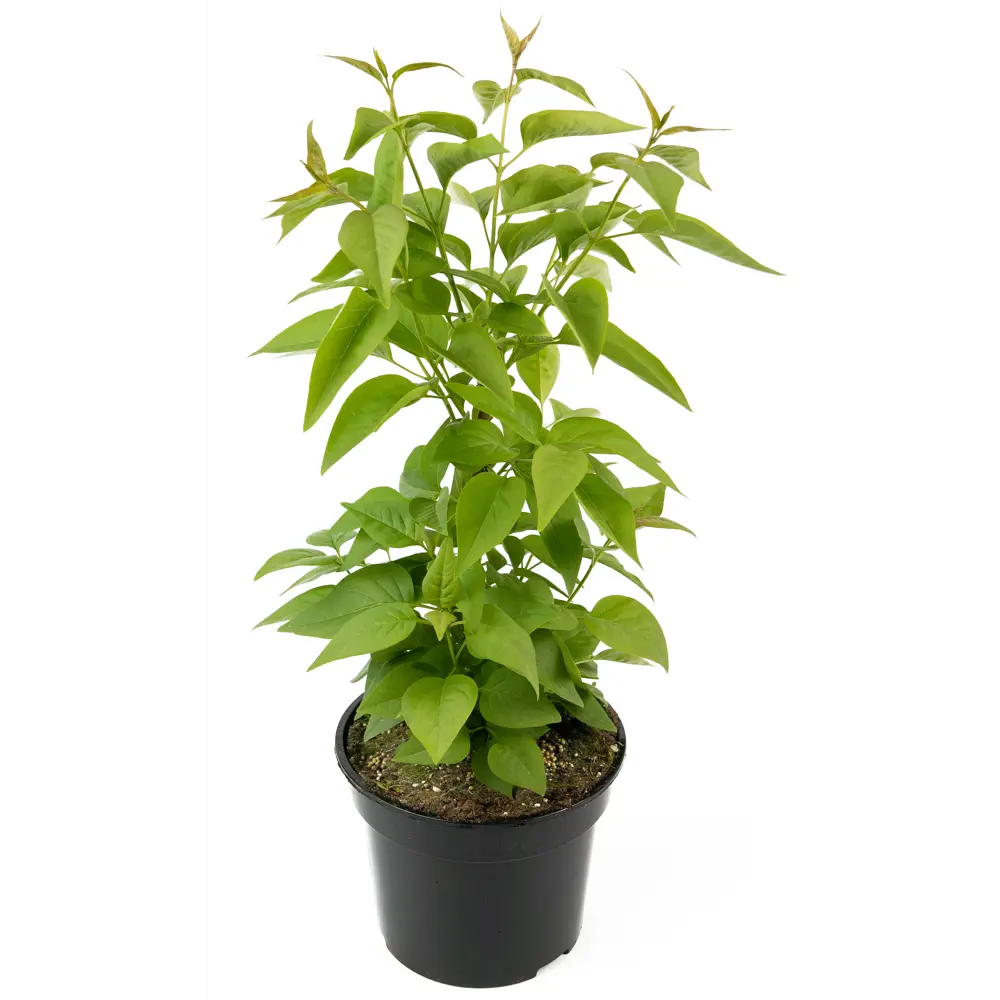 Сирень Надежда Santreyd - цветущий кустарник с лиловыми соцветиями 84841640 STLM-0953148