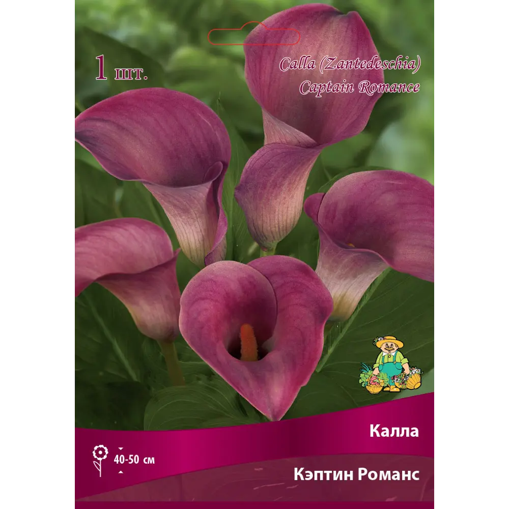 Калла Кэптин Романс 14/16, 1 шт 82530342 STLM-2032279 Santreyd 