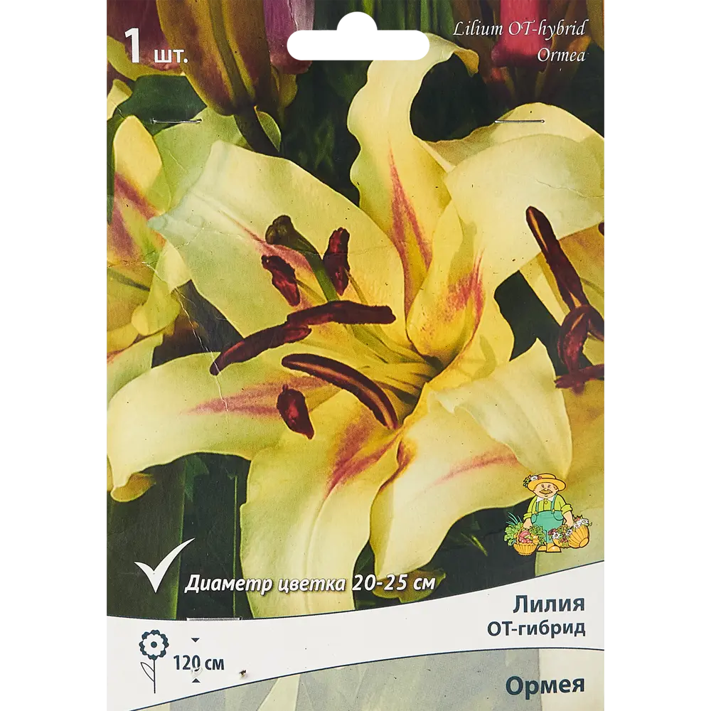 Лилия от-гибрид Ормея 85205725 STLM-2154699 ПОИСК 