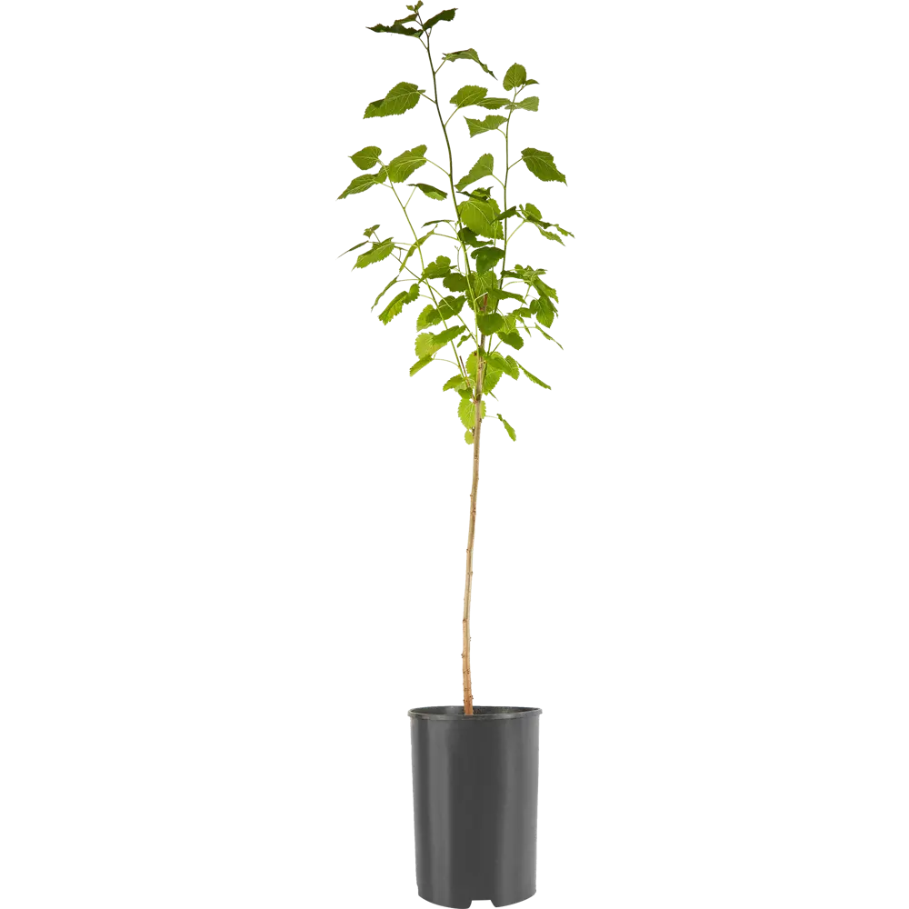 Шелковица белая ø17 h100 см 84406550 STLM-2172440 PLANTMARKET 
