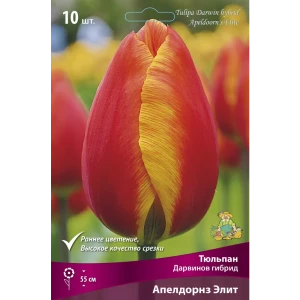 Тюльпан Дарвинов гибрид Апелдорнзэлит, 10 шт 85205577 STLM-2166432