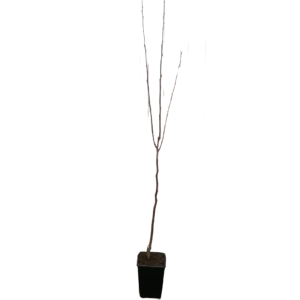 Хурма Никитинская бордовая ø18 h100 - 120 см 84737960 STLM-2068556