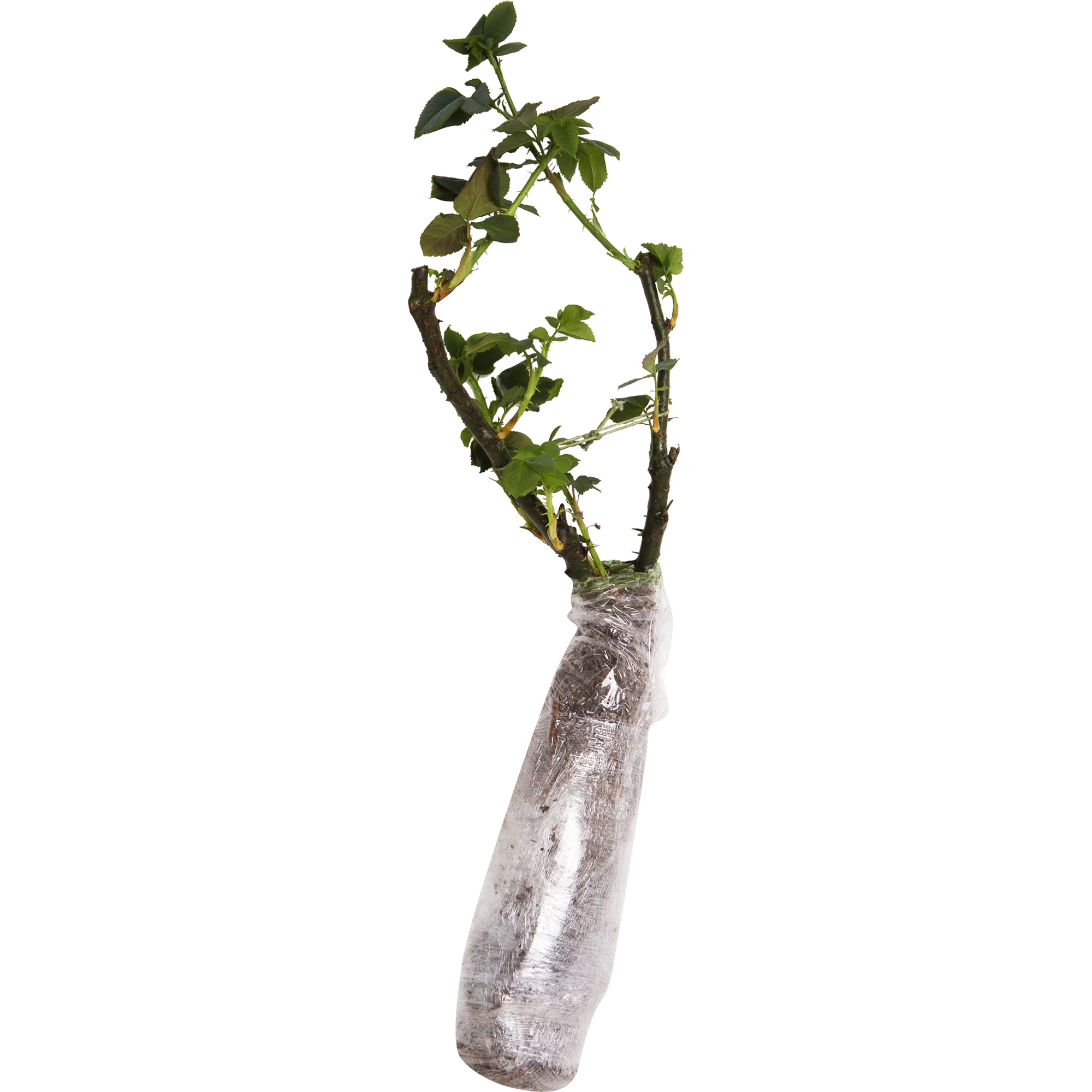 82142839 Роза флорибунда «Маргарет Мерилл» в тубе Santreyd  - Вид №1