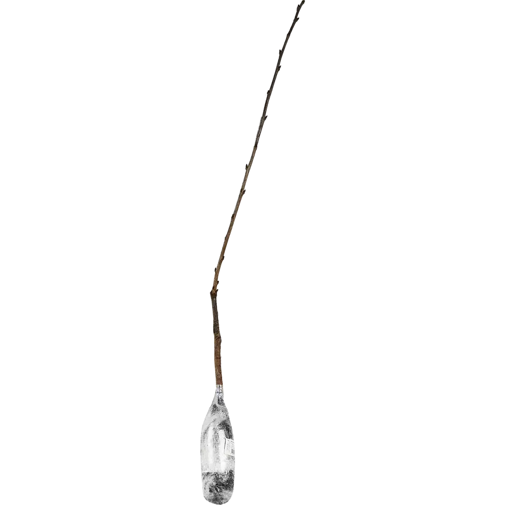 Черешня «Веда» h57 см 82150826 STLM-2097480 Santreyd  - Вид №1