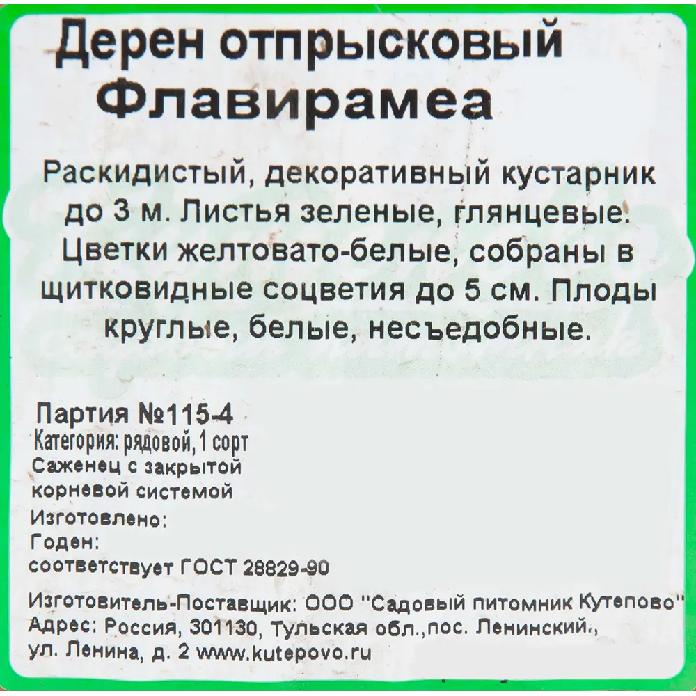 Дерен отпрысковый «Флавирамеа» 15x40 см 82595246 STLM-2156685 Santreyd  - Вид №1