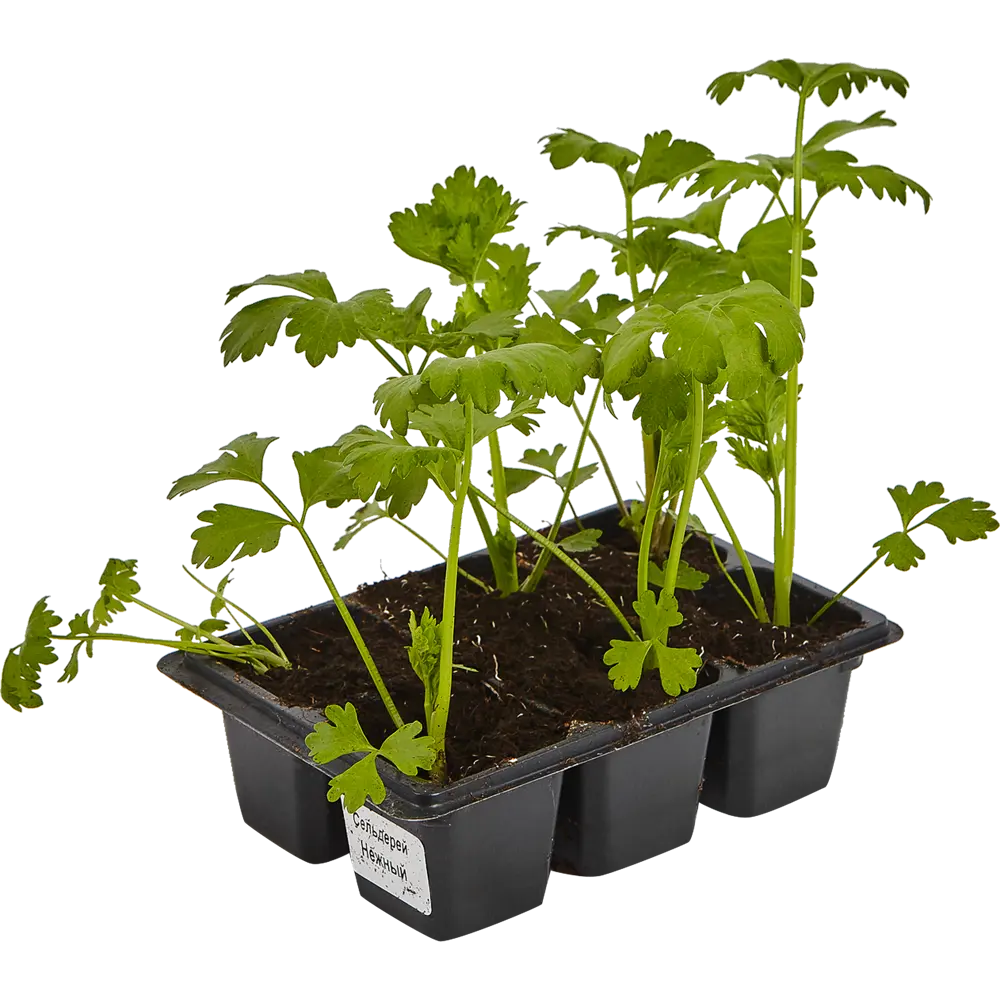 Сельдерей в кассете, 6 шт Santreyd STLM-2040712 - Вид №2