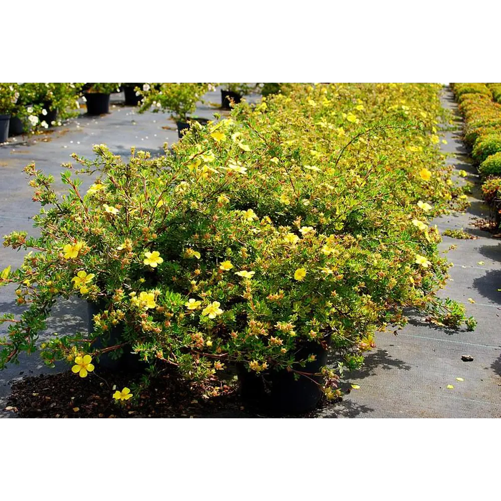 Лапчатка кустарниковая Елизабет ø9 h20 см PLANTMARKET STLM-2010372