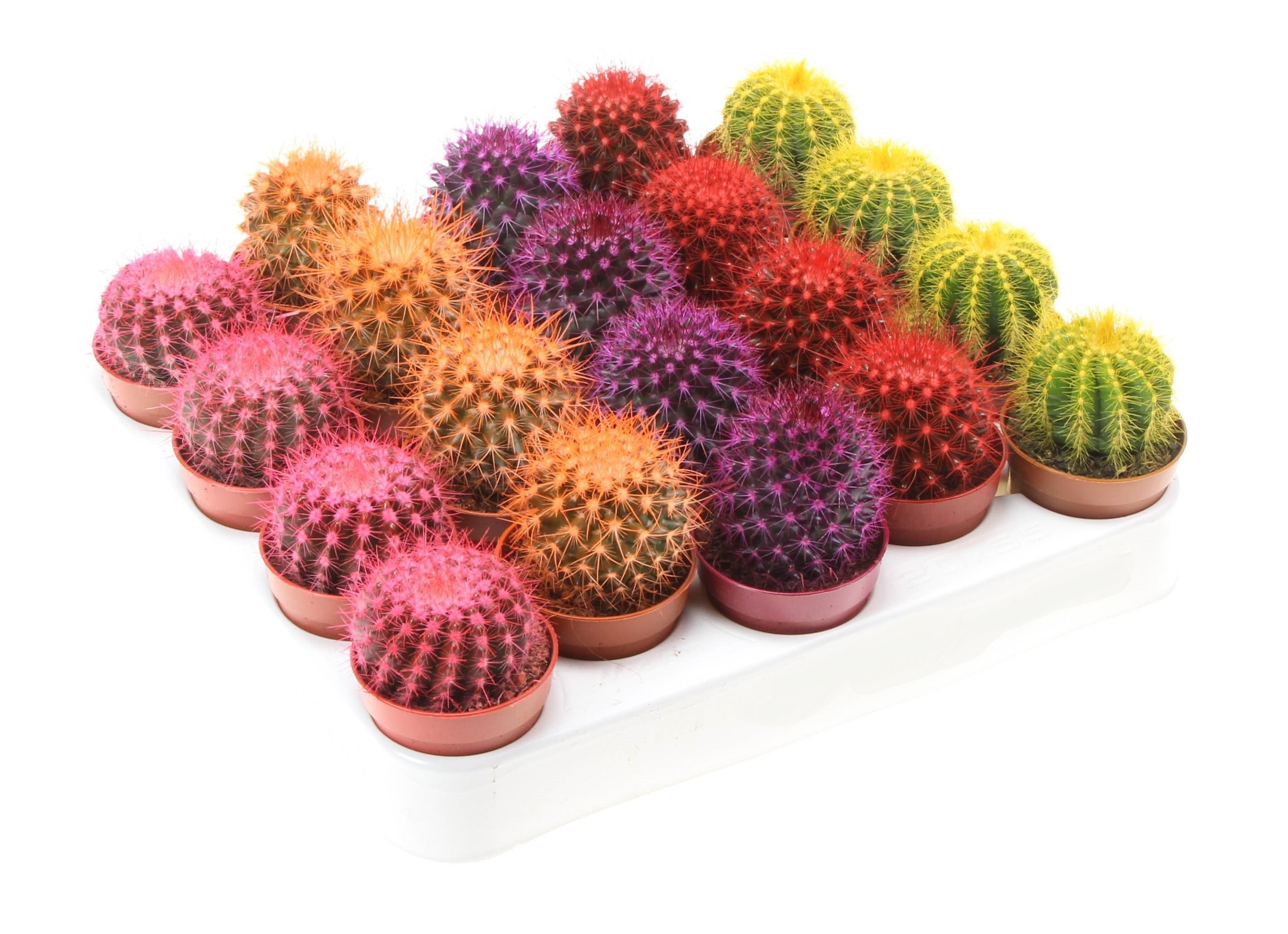 Эхинокактус Рейнбоу Грузони от Santreyd - разноцветный кактус для дома 86728113 STLM-0070980 - Вид №1