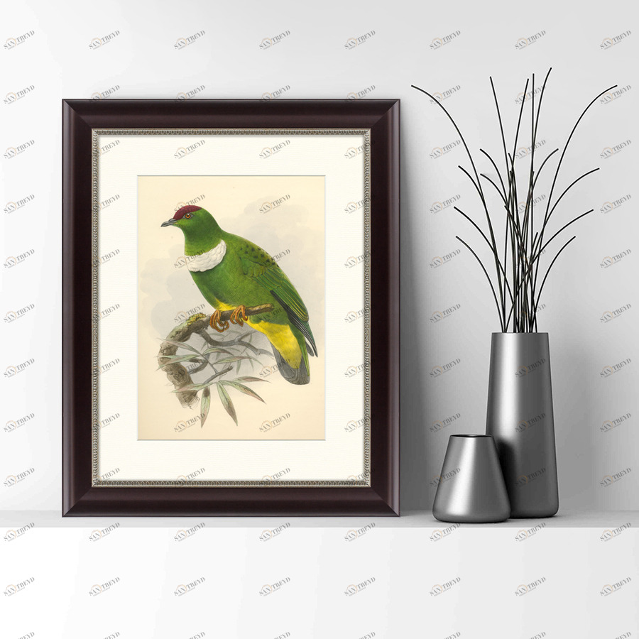 Литография на тонированной бумаге 42х52 см "Белозобый пёстрый голубь, литография, 1870г" КАРТИНЫ В КВАРТИРУ  093844 Бежевый;белый;зеленый;разноцветный 