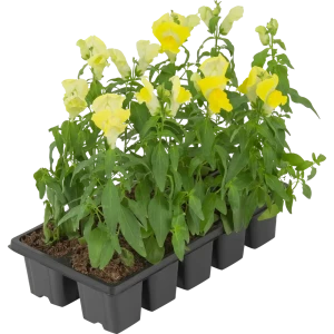 Рассада Антиринум h20 см, 10 шт. 83248317 STLM-2206545