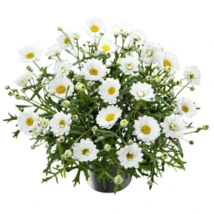 Нивяник ø17 h35 см 83248265 STLM-2082433