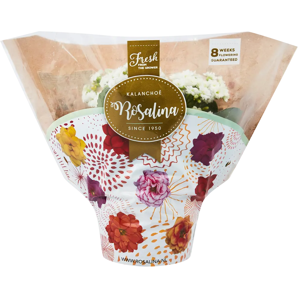 Santreyd Каланхое Розалина - цветущее украшение интерьера 85564634 STLM-0063874 - Вид №4