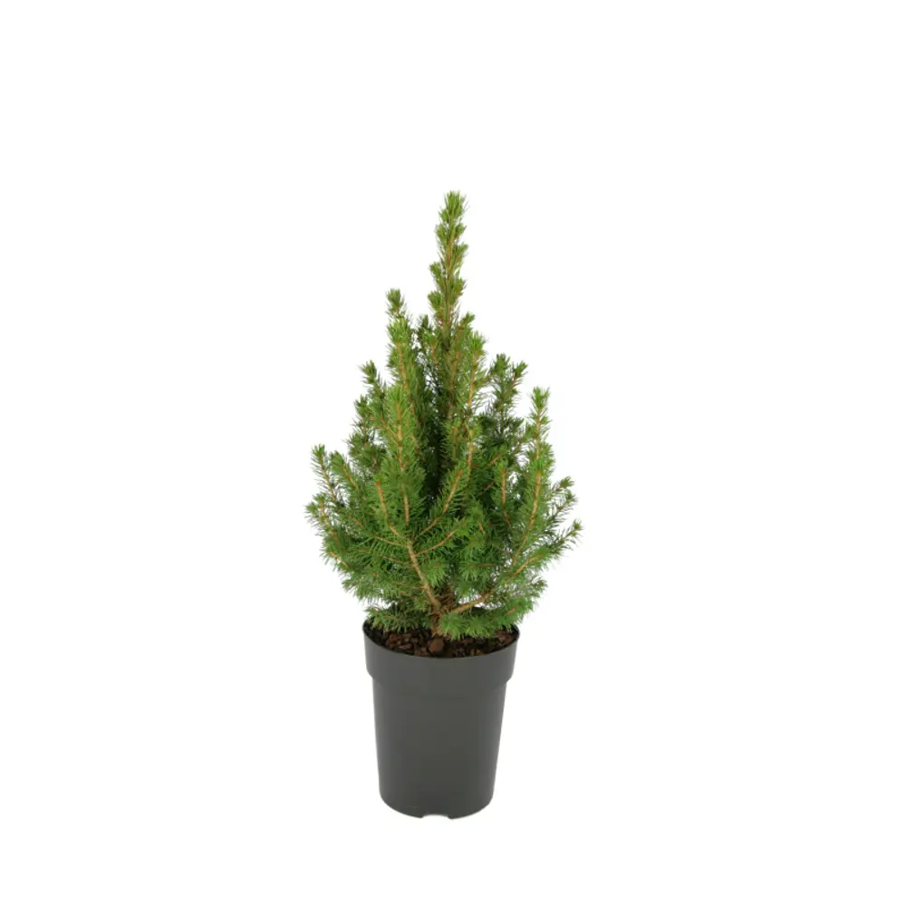 Ель Коника ø9 h15 см Santreyd STLM-2144439