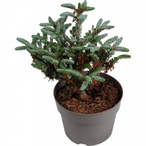 82601655 Пихта корейская «Блю Имперор» 21x30 см