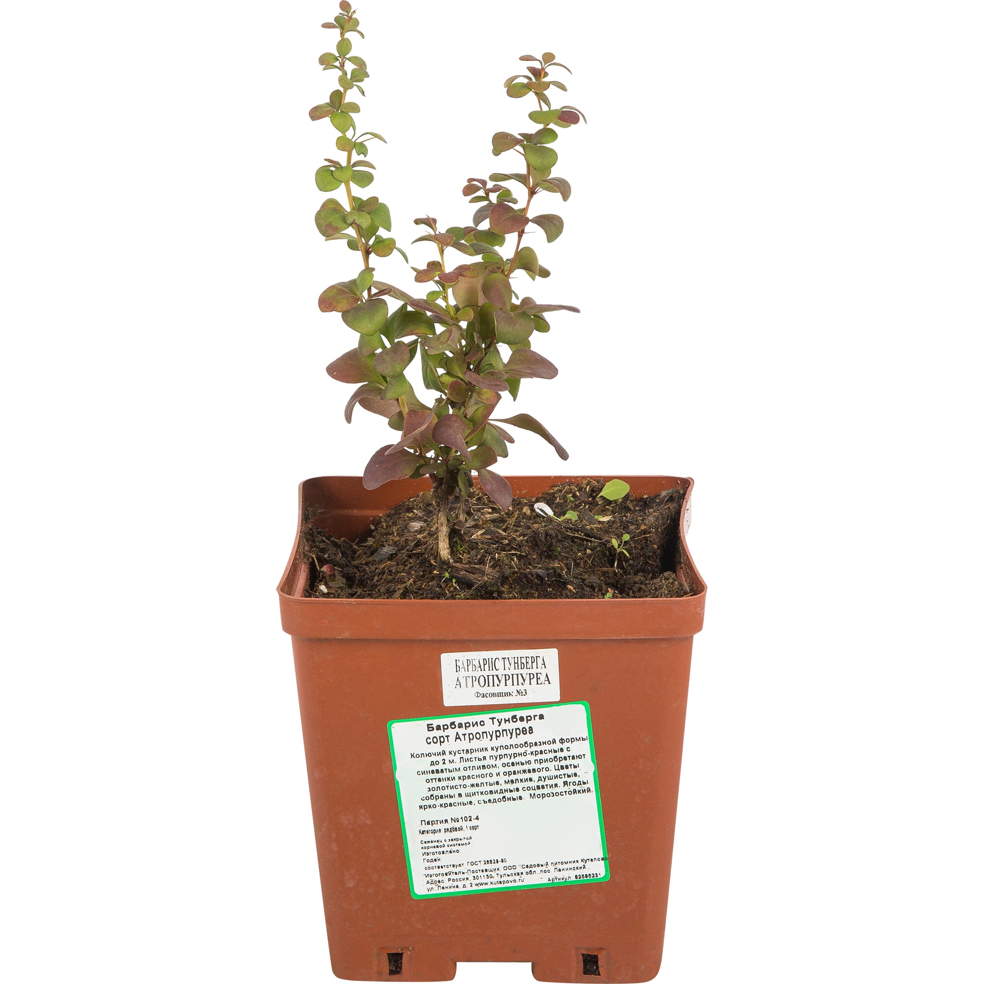 82595231 Барбарис Тунберга Атропурпуреа 15x40 см Santreyd 
