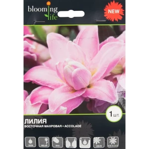 Лилия Акколад 14/16, 1 шт 82539388 STLM-2202348