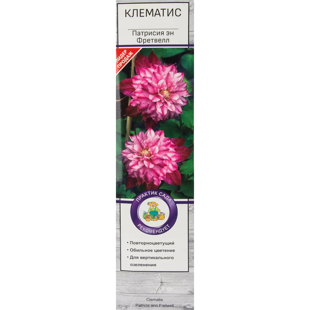 Клематис крупноцветковый Патрисия эн Фретвелл 82527615 STLM-2095259 Santreyd 