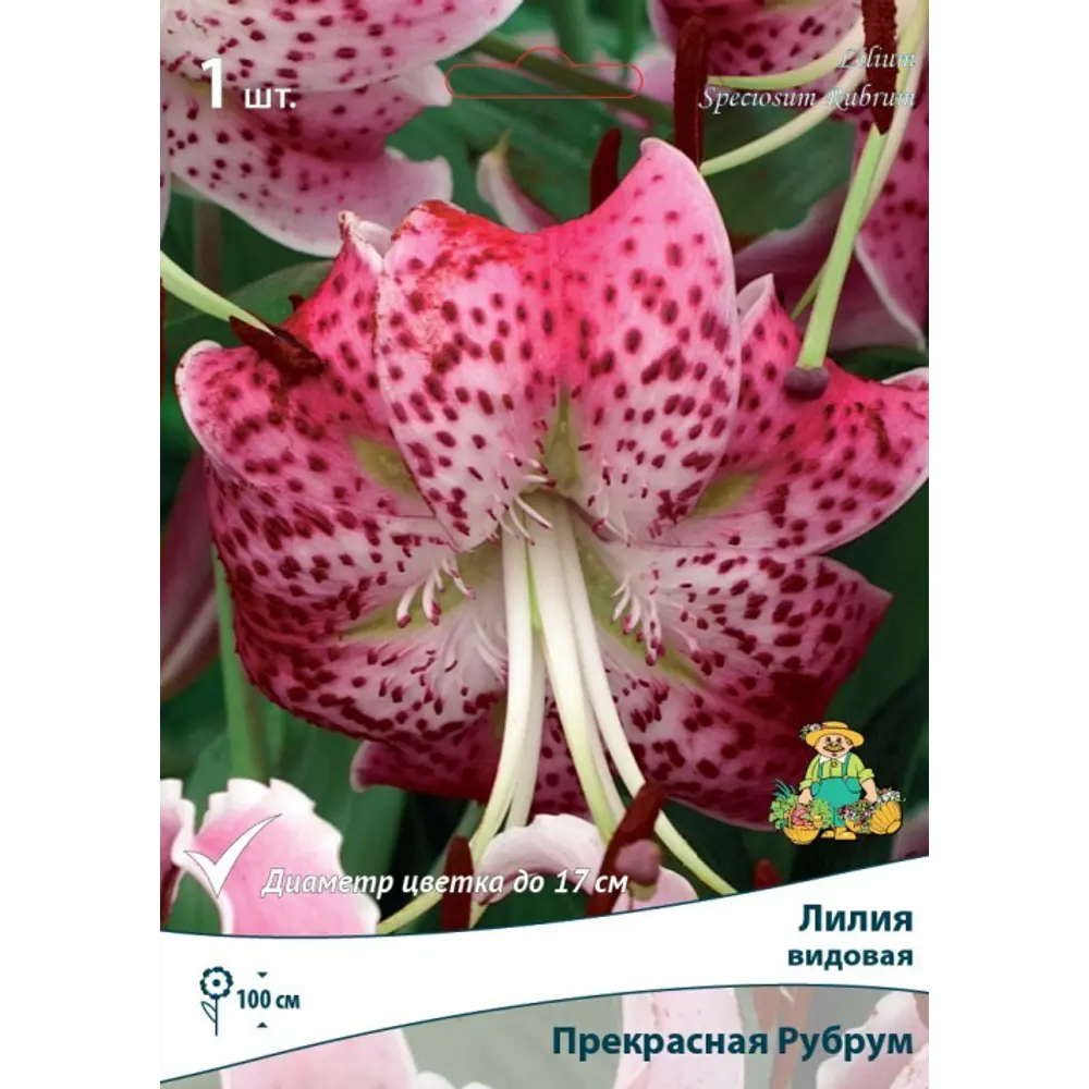 Лилия видовая прекрасная Рубрум луковица 14/16 83597464 STLM-2083345 Santreyd 