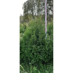Туя западная Брабант ø48 h120 - 140 см