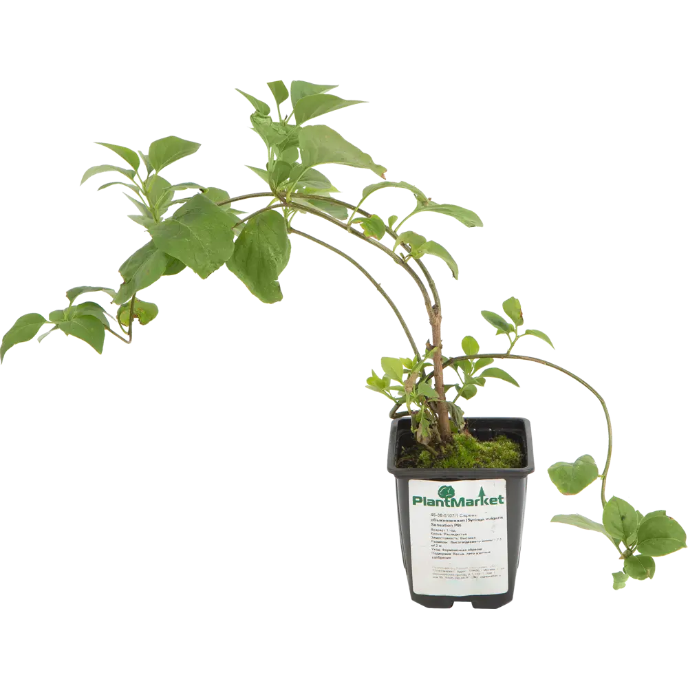 Сирень обыкновенная «Сенсация» 9x15 см 82625251 STLM-2149725 PLANTMARKET 