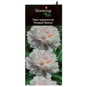 Пион травянистый «Розовый жемчуг» (в тубе) 81948488 STLM-2171021