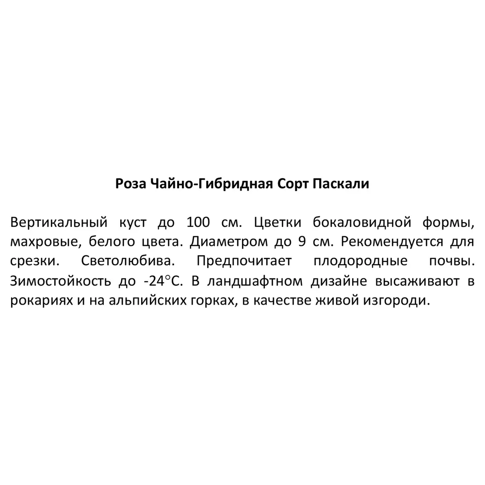Роза чайно-гибридная Паскали ø15 h30 см 85589142 STLM-2157514 Santreyd  - Вид №3