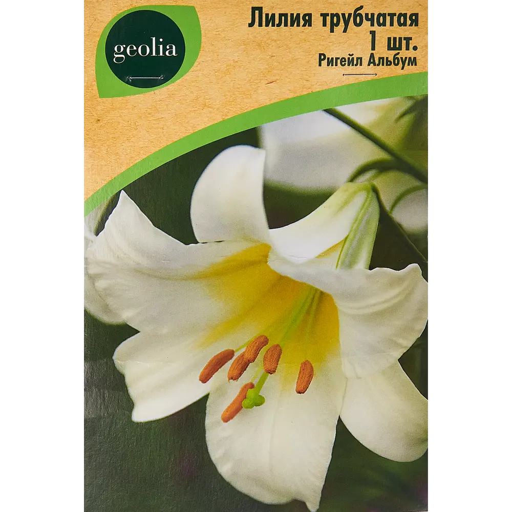Лилия Трубчатая Ригейл Альбум 86408658 STLM-2139598 Santreyd 