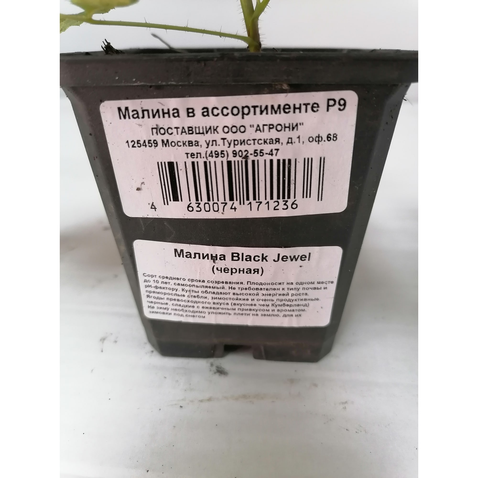 82879788 Малина в ассортименте Р9 Santreyd  - Вид №1