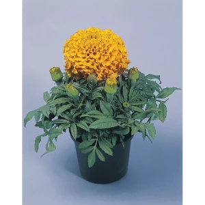 Тагетес микс 9x20 см 82625829 STLM-2142648