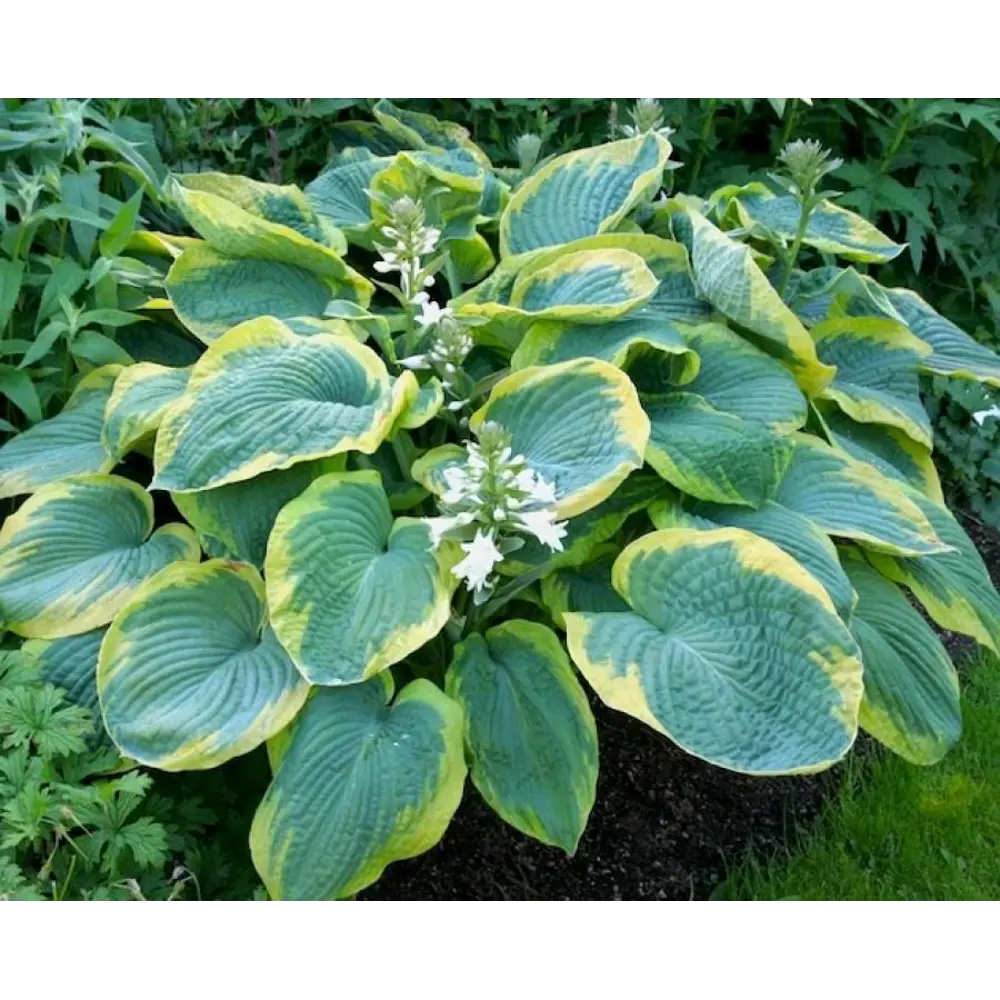 Хоста Зибольда Фрэнсис Вильямс ø15 h20 см 89465435 STLM-2000713 PLANTMARKET 