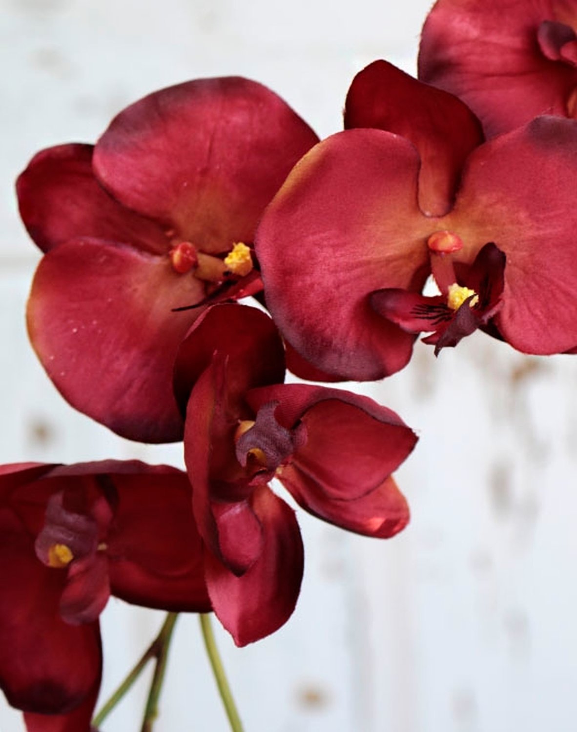 2368 660 a2 Искусственная орхидея Phalaenopsis, 75 см, осенне-коричневая H-andreas  - Вид №1