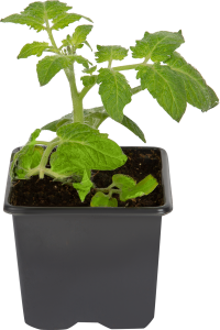 Рассада томатов Черри Santreyd - сладкие помидоры для дома и сада 85441078