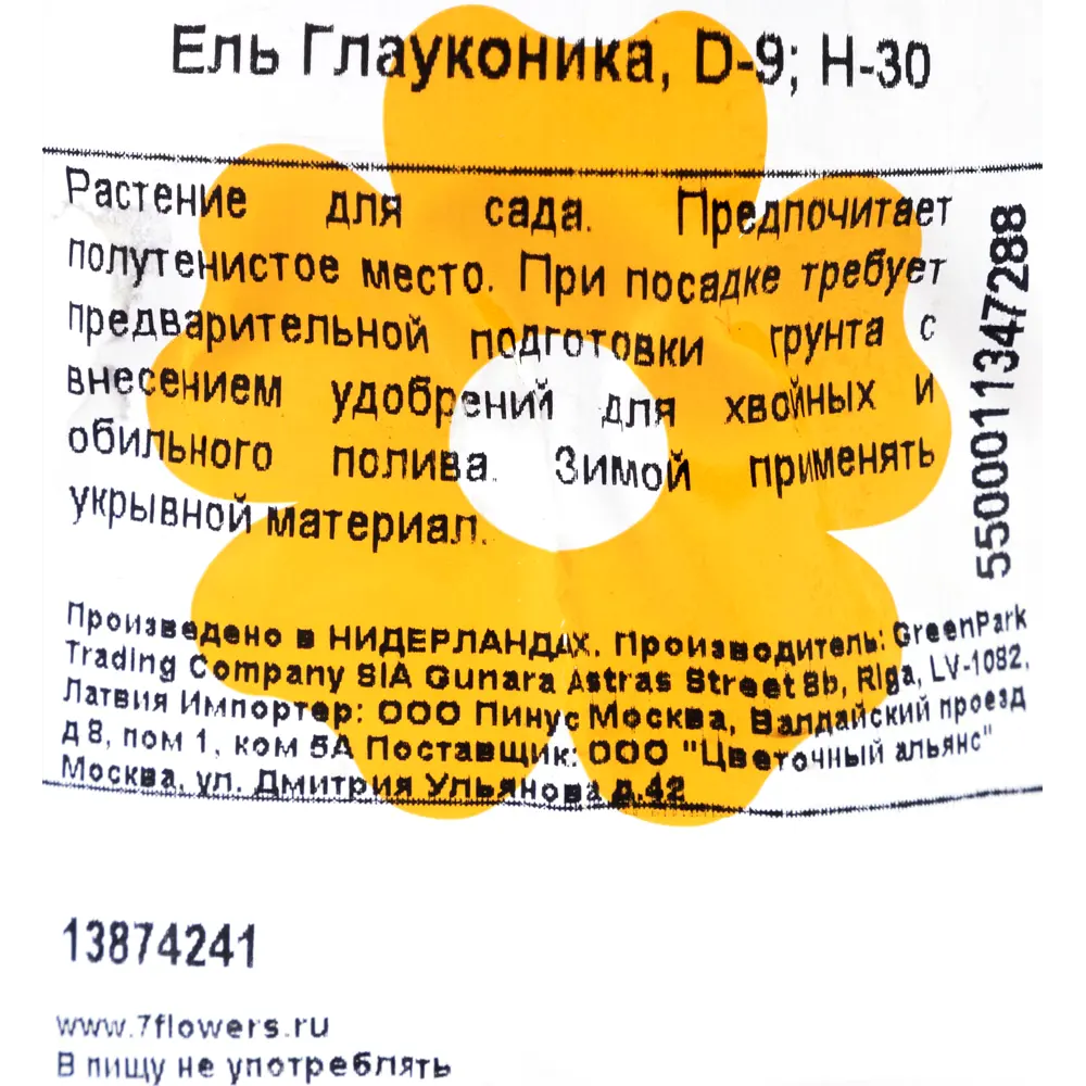 Ель живая Глаука Коника ø9 h30 см Santreyd STLM-2164093 - Вид №1