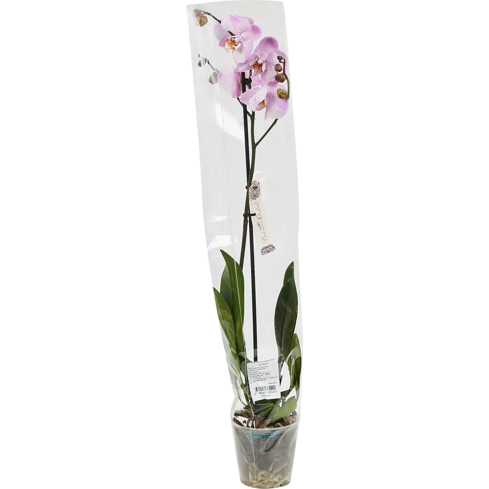 Santreyd Орхидея Фаленопсис - изящное украшение интерьера с цветами-бабочками 83670570 STLM-0043273 - Вид №2